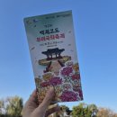 부여양송이마을 | 부여 국화축제, 버섯축제 궁남지 방문 후기 (25.11.1)