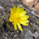 쉬자파크 | 수도권 근교 복수초 명소 양평쉬자파크, 봄의 전령사 봄꽃 개화 시기와 감상 후기