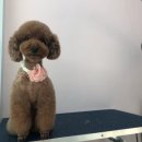 THE반하개 이미지