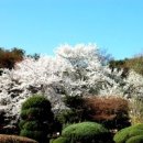 봄날처럼 이미지