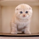 수원고양이분양 고사남 본점 이미지