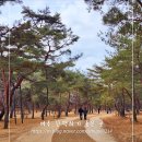 늘푸른소나무작은도서관 | 서울 근교 왕의 숲이? 여주 세종대왕릉 3월 산책하기 좋은 곳