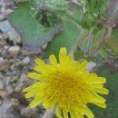 꽃민들레 이미지