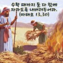 2025-07-26복되신 동정 마리아의 부모 성 요아킴과 성녀 안나 기념일＜수확 때까지 둘 다 함께 자라도록 내버려 두어라.＞ 이미지