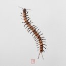라쿠 - 은평구 연서로26길 20 | 라쿠