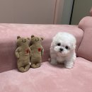 럽댕 강아지분양 이미지