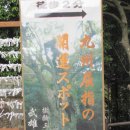 일본 큐슈 다케오신사의 녹나무 이미지