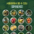 과일비행기