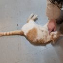 [인천 옹진] 영흥도 바다를 보면서 먹는 치킨, 휴가철 여행지로 딱인 &#39;소사나무치킨&#39; (고양이는 덤🐈)