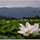 서오지리연꽃마을 이미지