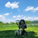 강아지정원 이미지