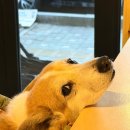 2호선 반고개역 4번출구 앞 | 낙성대역 카페 샤로수길 구움과자 맛집 제일공간 2호점 애견동반 가능