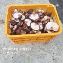 표고버섯 이미지