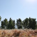 사문진교 이미지