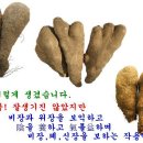 강원도 "마" (산약) 많이 사드시고 건강지키세요^^ 이미지