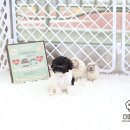 토이파티 이미지