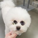 더 도도하개 네이버블로그