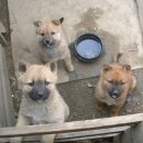 똥강아지 - 장흥군 의향길 9 | 똥강아지