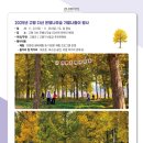 고령낚시 | [대구 근교 단풍명소] 끝도 없이 펼쳐진 고령은행나무숲 (+축제정보)