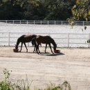 함안 승마장 이미지
