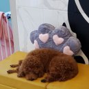 리리네 펫살롱 이미지