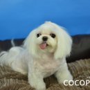 체리애견 이미지