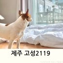 고성2119 이미지