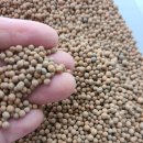 페테리안 이미지