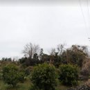 덕수교차로(평화로) 이미지