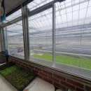 청정미나리영농조합법인 이미지