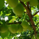 청용농장 이미지