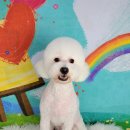 포미펫샵 이미지