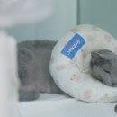 품 동물의료센터 | [브랜드] 품동물의료센터 브랜드(Brand)에 관하여. (의미)