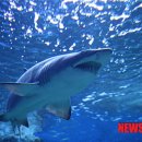 (주)샤크 이미지