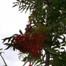 마가목민박 이미지