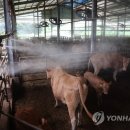 이안스 주식회사 매일경제