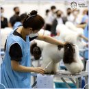 애견미용 이미지