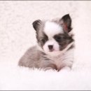 스타일독 이미지