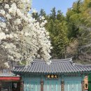 도심관통트윈스타입구 | 부산 남구 숨은 목련 명소 성암사 절, 2026 목련 만개 실시간 개화 상황