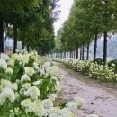 진교 메타세쿼이아길 이미지