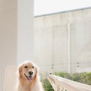 2022.10.06 - 골든리트리버 최꼬미 at 파주 독채 애견수영장 바크라우더