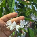 수양시장 | 수양자스민 전지 작업 후기 / 나비시다래 가지치기 (키우는 방법/ 새순 관리까지)