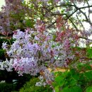 수수꽃다리 이미지