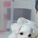 니니앤제리 네이버블로그