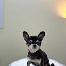 데이즈몽 애견미용샵 이미지