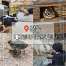 생골촌사슴타조농장 | 강릉 동물원 대관령아기동물농장 먹이주기 체험 포함