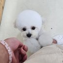 퍼피짱 대도점 이미지