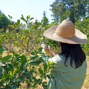 풍림농장 이미지