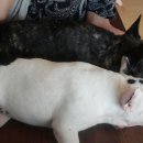 뚱이농장 이미지