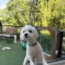 뮤즈 펜션 | 더뮤즈펜션 : 가평 강아지 동반 풀장 애견펜션과 바베큐 내돈내산 후기